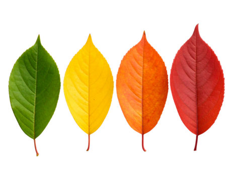  Four Leaves Showing Seasonal Color Change from Green to Red, Linear Arrangement, isolated on white background PNG