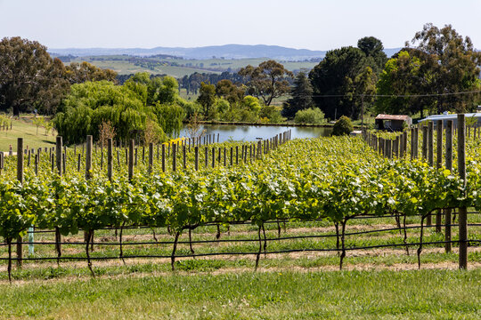Regional vineyard in spring with rows of grape vines with green leave growth