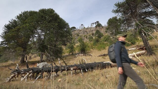 Man walking through Huella Andina trail with Patagonian Landscape with Araucaria Araucana trees. &Ntilde;orquinco, Parque Nacional Lanin, Neuquen, Argentina