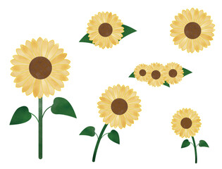 ひまわり　イラスト