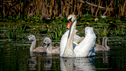 Family swans, mom with three little swans swimming next to her