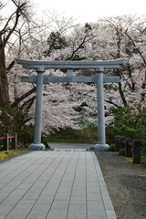 弥彦神社の桜（新潟県）
