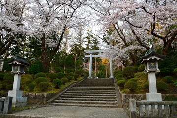 弥彦神社の桜（新潟県）
