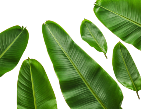 Vibrant green banana leaves isolated on white.