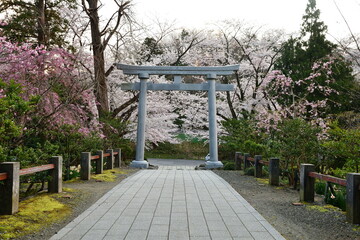 弥彦神社の桜（新潟県）