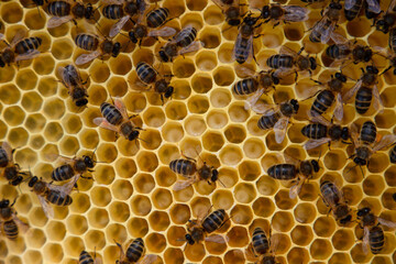 Close-up of Bees on Honeycomb Cells in a Hive