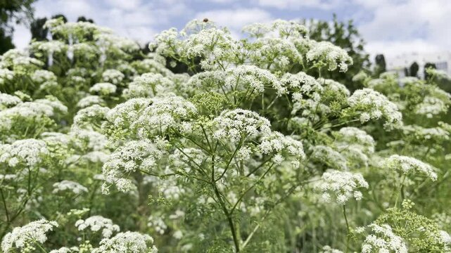 Conium maculatum, the hemlock or poison hemlock growing in the field