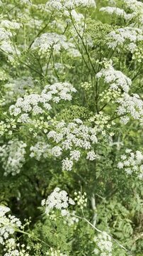 Conium maculatum, the hemlock or poison hemlock growing in the field
