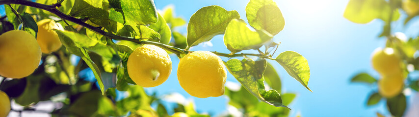 Lemon tree with fresh lemons on blue sunny summer sky background