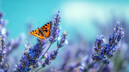 Butterfly sits on lavender flower