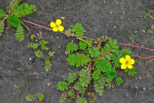 Summer. Pawtidae gooseneck, or goosefoot Latin Potentilla anserina with yellow flowers spreads on the ground. View from above