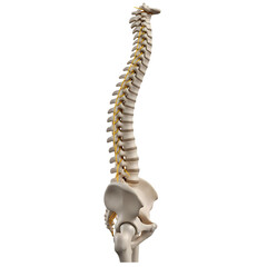 Human spine and vertebrae anatomy isolated on transparent background