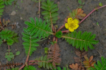 Summer. Pawtidae gooseneck, or goosefoot Latin Potentilla anserina with yellow flowers spreads on the ground. View from above