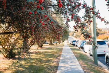 Tree branches covered in small red berries dangling over footpath in small town