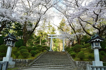 弥彦神社の桜（新潟県）