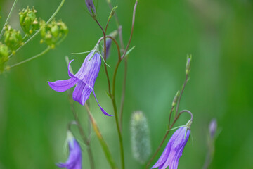Campanula rotundifolia (common harebell) wild flowering plant