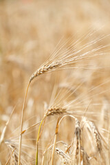 Fototapeta premium Wheat field top view, ears wheat from above, golden ripe field of wheat. Summer