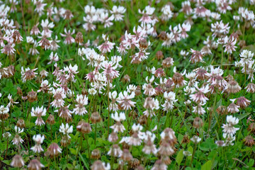 White clover field.  white clover flower growing on green summer field