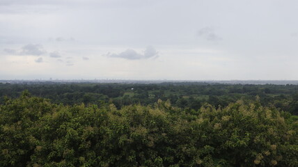 Natural Landscape of Indonesia. Green trees in forest. Day time photo