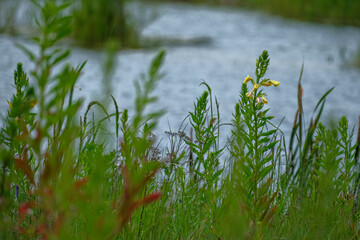 Oenothera biennis, common evening-primrose yellow flowers in meadow