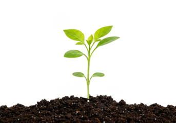 Close Up Plant Seedling Sprout Growth in Soil with Transparent Background