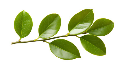 Fototapeta premium a sprig with several glossy green leaves stretches across a white backdrop. the leaves are oblong with fine serrations along their edges, attached to a slender stem
