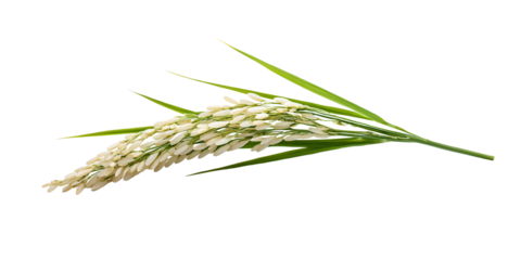 against a stark white background, a detailed shot presents a single spikelet adorned with grains, accompanied by a few linear leaves