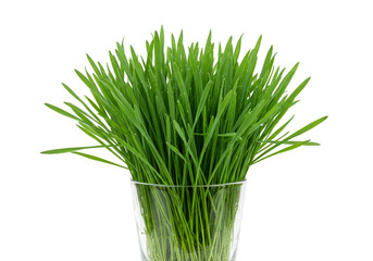 Close Up Fresh Green Wheatgrass Plant in Glass on Transparent Background