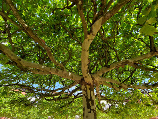 Regularly space the trees on the square in a square grid. plane trees are grown into flat flat umbrella shapes. correct splicing of the branches is essential from a professional arborist