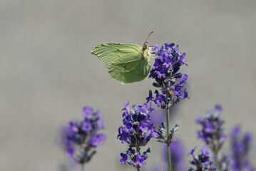 Common brimstone butterfly (Gonepteryx rhamni) sitting on lavender in Zurich, Switzerland