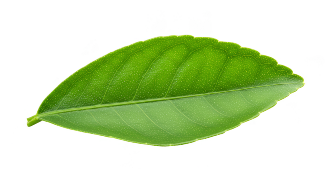 Green Leaf Isolated Detailed Transparency Nature Fresh Background