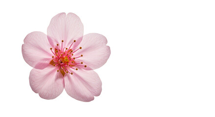 Delicate Pink Cherry Blossom Flower Transparent Background Floral Spring