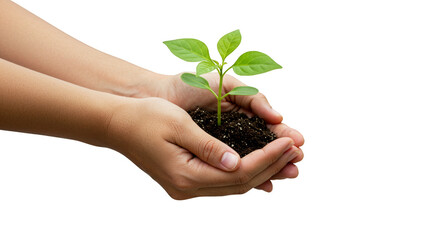 Hand Holding Seedling Green Plant Transparent Background Growth Concept