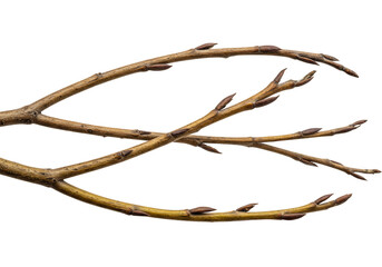 Illustration Brown Tree Branch Twig Isolated in Transparent Background