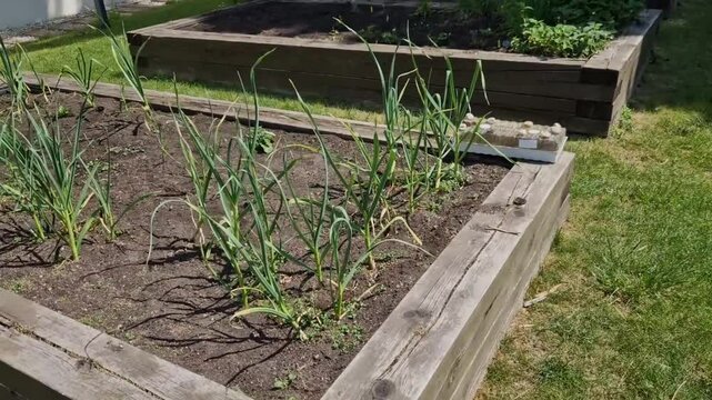 wood framed herb beds in the monastery garden castle. rectangular flower bed with herbs and park paths of bright colors. Maintained trimmed boxwood hedges. education schoolyard, school, horticulture