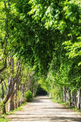 Gyeongbuk Millennium Forest Garden Trail
