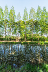 Obraz premium Gyeongbuk Millennium Forest Garden