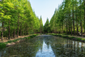 Gyeongbuk Millennium Forest Garden