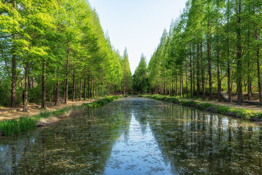 Gyeongbuk Millennium Forest Garden