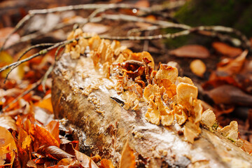 Tinder mushroom on tree trunks or stumps in the forest.