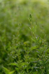 Fresh green leaves of cleavers (Galium aparine) with a green background. 