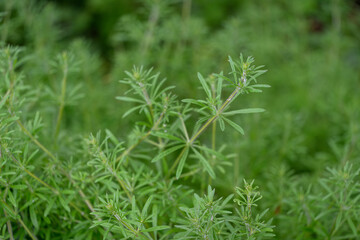 Fresh green leaves of cleavers (Galium aparine) with a green background. 