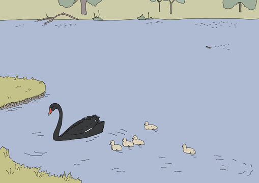 Black swan with five cygnets swimming on blue water with green grassy surroundings
