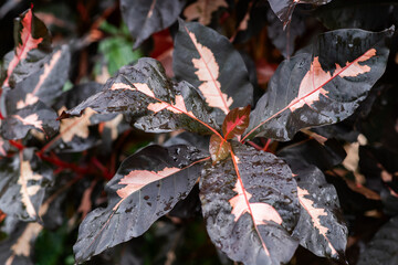 close up of variegated caricature plant