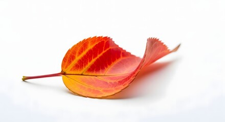 Single Red Autumn Leaf Still