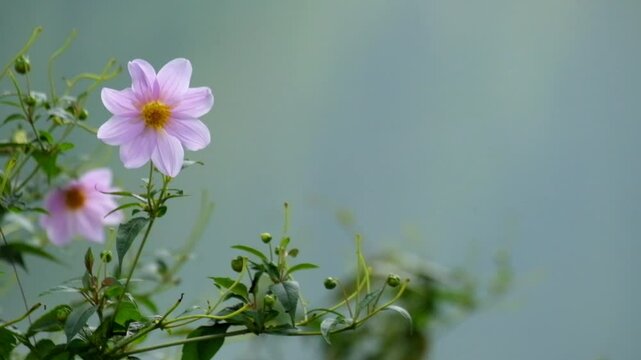 Pink dahlia flowers swaying in the wind. Dahlia flowers with lake water background. Ecology and environment concept. Footage 4K, 60Fps
