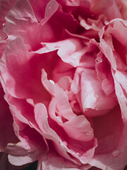 pink peony flower close up