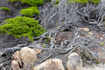 Scrub on the coast of the Torndirrup National Park near Albany in the Shire of Denmark, Great Southern region of Western Australia, WA, Australia.