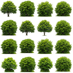 Illustration of Collection of Green Trees Transparent Isolated Background