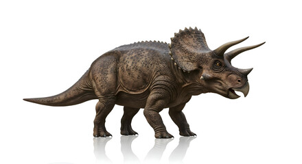 Obraz premium Side view of Triceratops with horns and frill, on white glossy background.